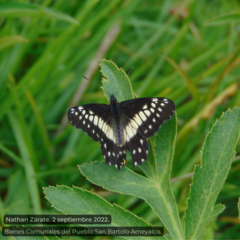 Catasticta nimbice