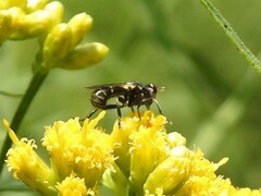 Thecophora