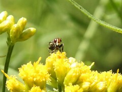 Thecophora