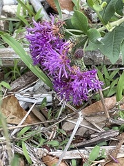 Vernonia baldwinii