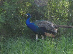 Pavo cristatus