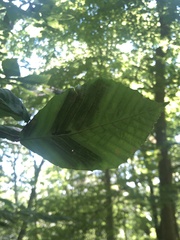 Litylenchus crenatae