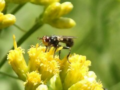 Thecophora