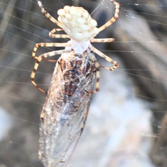 Argiope lobata
