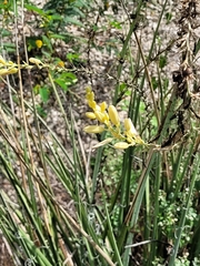Hesperaloe