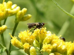 Thecophora