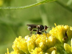 Thecophora