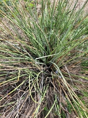 Hesperaloe