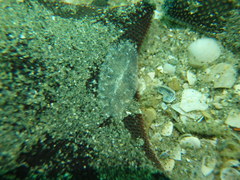 Acotylea