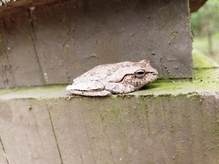 Hyla femoralis
