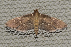 Pilocrocis ramentalis