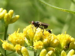 Thecophora