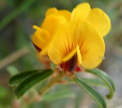 Pultenaea hispidula