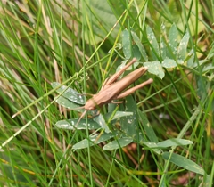 Chorthippus dorsatus