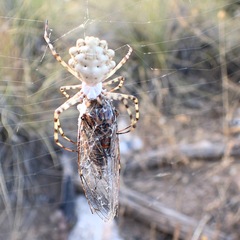 Argiope lobata