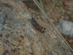 Boopedon flaviventris