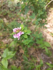 Lespedeza violacea
