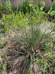 Hesperaloe