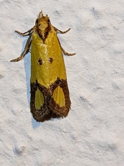 Agapeta zoegana