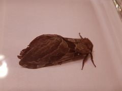 Sthenopis purpurascens