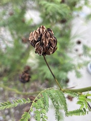 Desmanthus illinoensis