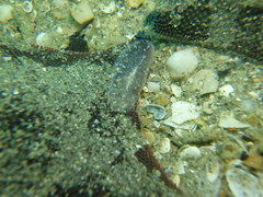 Acotylea
