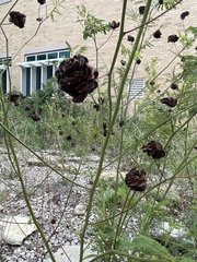 Desmanthus illinoensis