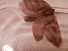 Sthenopis purpurascens