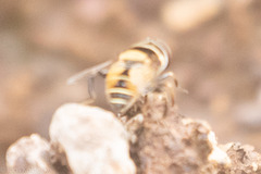 Palpada pusilla