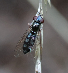 Platycheirus albimanus