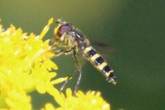 Melangyna