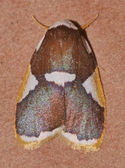 Heterotropa fastosa