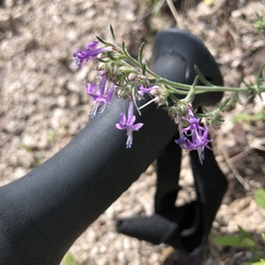 Ipomopsis multiflora