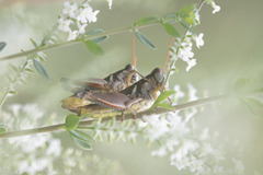 Melanoplus glaucipes