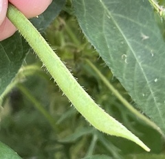 Strophostyles helvola
