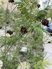 Desmanthus illinoensis