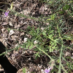 Ipomopsis multiflora