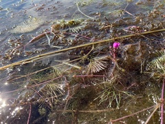 Utricularia purpurea