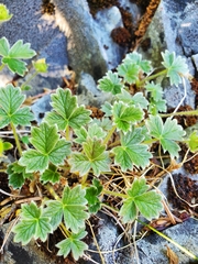 Potentilla villosa