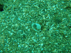 Papawera zelandiae