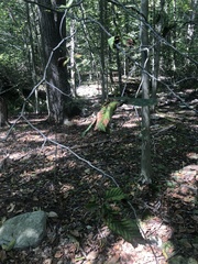 Litylenchus crenatae