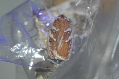 Euchaetis rhizobola