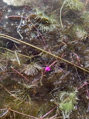 Utricularia purpurea