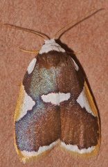 Heterotropa fastosa