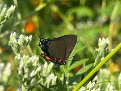 Atlides halesus