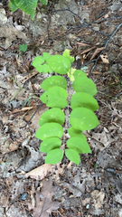 Symphoricarpos orbiculatus