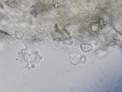 Mycena tenerrima