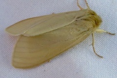 Leucanopsis perdentata