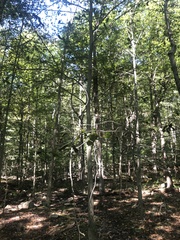 Litylenchus crenatae