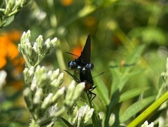 Atlides halesus